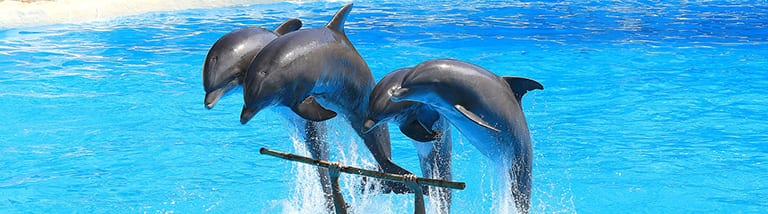 Dolfinarium Harderwijk