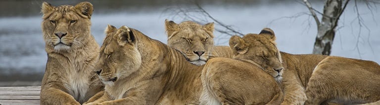 4 Leeuwinnen bovenop in de Beekse Bergen