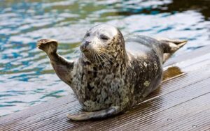 Shows in Dolfinarium Harderwijk