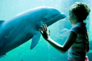 Dolfijn in Dolfinarium Harderwijk