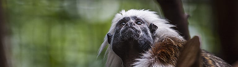 Aapje in Dierentuin Artis