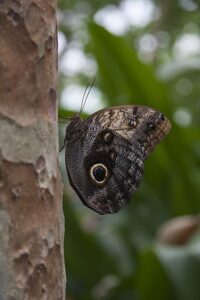 Vlinder in Artis