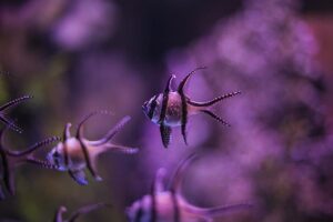 Vissen in Sealife Scheveningen