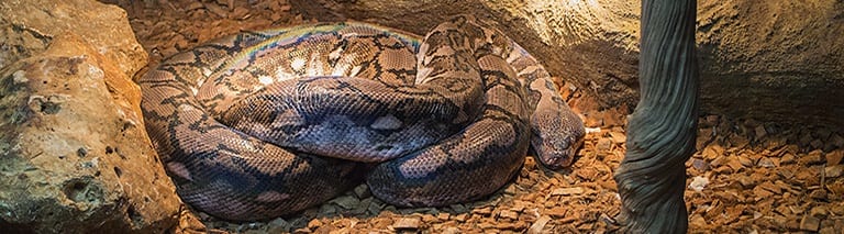 Boa constrictor in Dierenpark de Oliemeulen