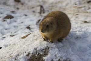 Prairiehond in de winter in de dierentuin