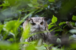 Uil in diergaarde blijdorp gefotografeerd door een hekwerk