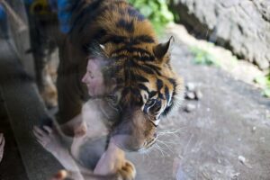 Weerspiegeling in het glas bij fotograferen in de dierentuin