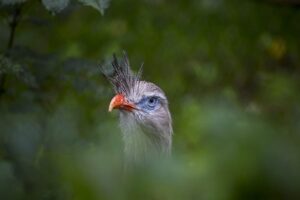 Kuifseriema in GaiaZOO Kerkrade