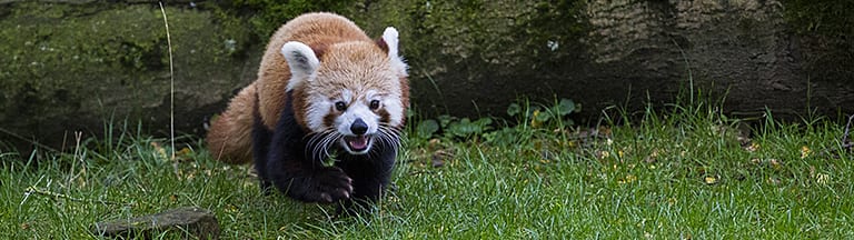 Rode Panda in GaiaZOO Kerkrade