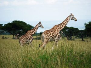 Rothschild Giraffe in Oeganda