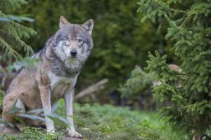 Wolf met 1 oog in GaiaZOO Kerkrade