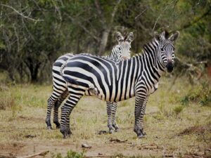 Zebras in Mburo National Park