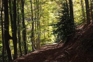Natuurgebied Monteseny