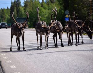 Rendieren in Lapland