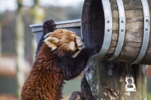 Rode panda in ZooParc Overloon