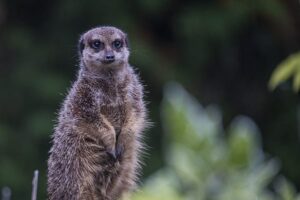 Stokstaartje in ZooParc Overloon