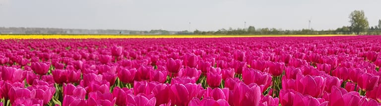 Wat mis jij als je in het buitenland bent