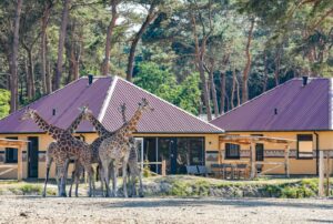 Safari Resort Beekse Bergen