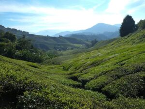 Boh thee plantage Maleisïe LvVeenendaal