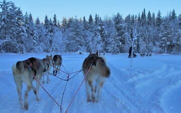 Huskytocht in Lapland