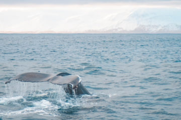 Walvissen spotten in IJsland