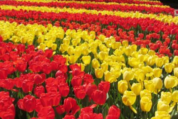 Keukenhof