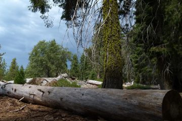 Sequoia National Park