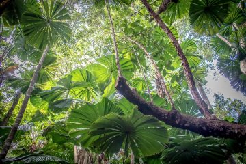 Daintree National Park