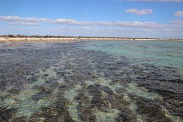 Shark Bay