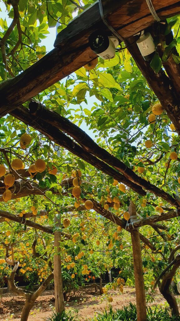 Citroenen in Citroenboomgaard Agruminato