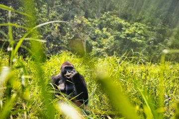 Dzanga-Ndoki National Park
