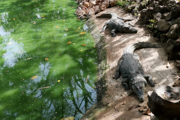 Kachikally Crocodile Pool