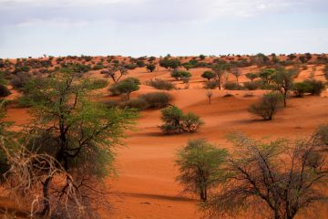 Kalahari