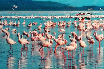 Lake Nakuru National Park