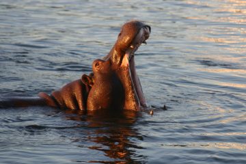 Lower Zambezi National Park
