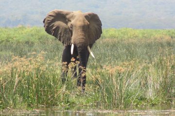 Murchison Falls National Park