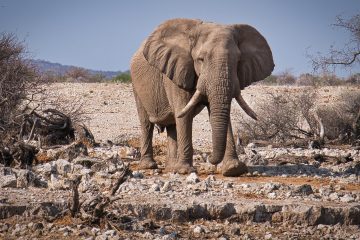 Nationaal park Etosha