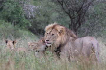 Nationaal park Tarangire