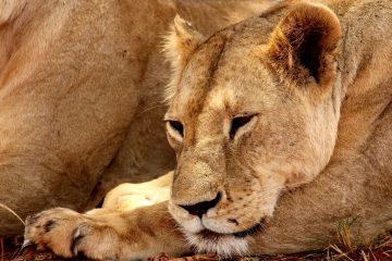 Nationaal park Tsavo East