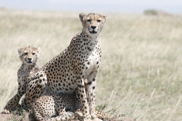 Ruaha National Park