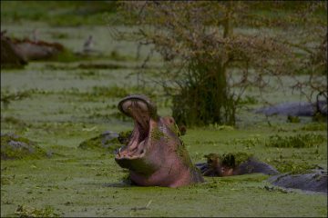 Selous Game Reserve