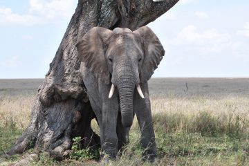 Serengeti Nationaal Park