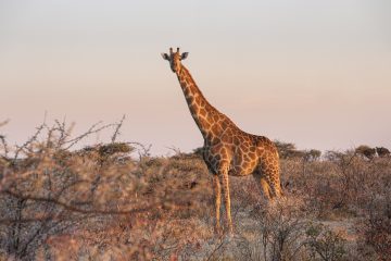 Waterberg Plateau Nationaal Park