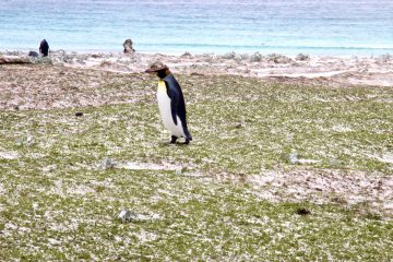 Bertha's Beach Important Bird Area
