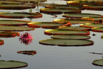 Botanical Gardens Guyana
