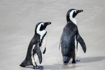 Boulders Beach