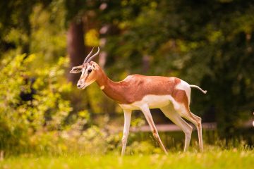 Hwange National Park