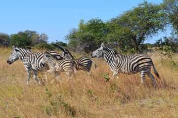 Mana Pools National Park