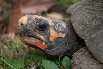 Morrocoy National Park
