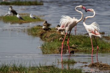 Nationaal park Lake Nakuru
